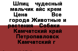 Шпиц - чудесный мальчик айс-крем › Цена ­ 20 000 - Все города Животные и растения » Собаки   . Камчатский край,Петропавловск-Камчатский г.